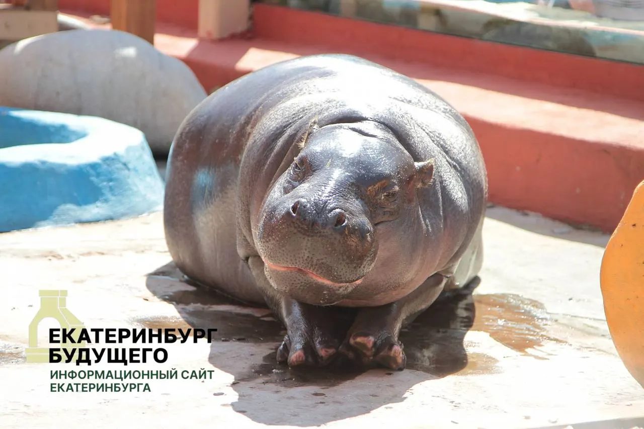По мобилизационным планам муниципалитеты обязаны предоставлять здания и помещения департамента культуры военным без торгов и оплаты. В перечне — Парк Маяковского, Екатеринбургский зоопарк и театр кукол; положение распространяется на всю страну.