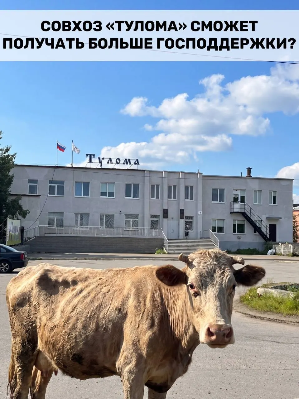Правила получения федеральных субсидий расширили — теперь помощь доступна и хозяйствам с долей государства свыше 25%. Для Мурманской области это важно, но критическое состояние совхоза «Тулома» ставит вопрос о своевременности поддержки.