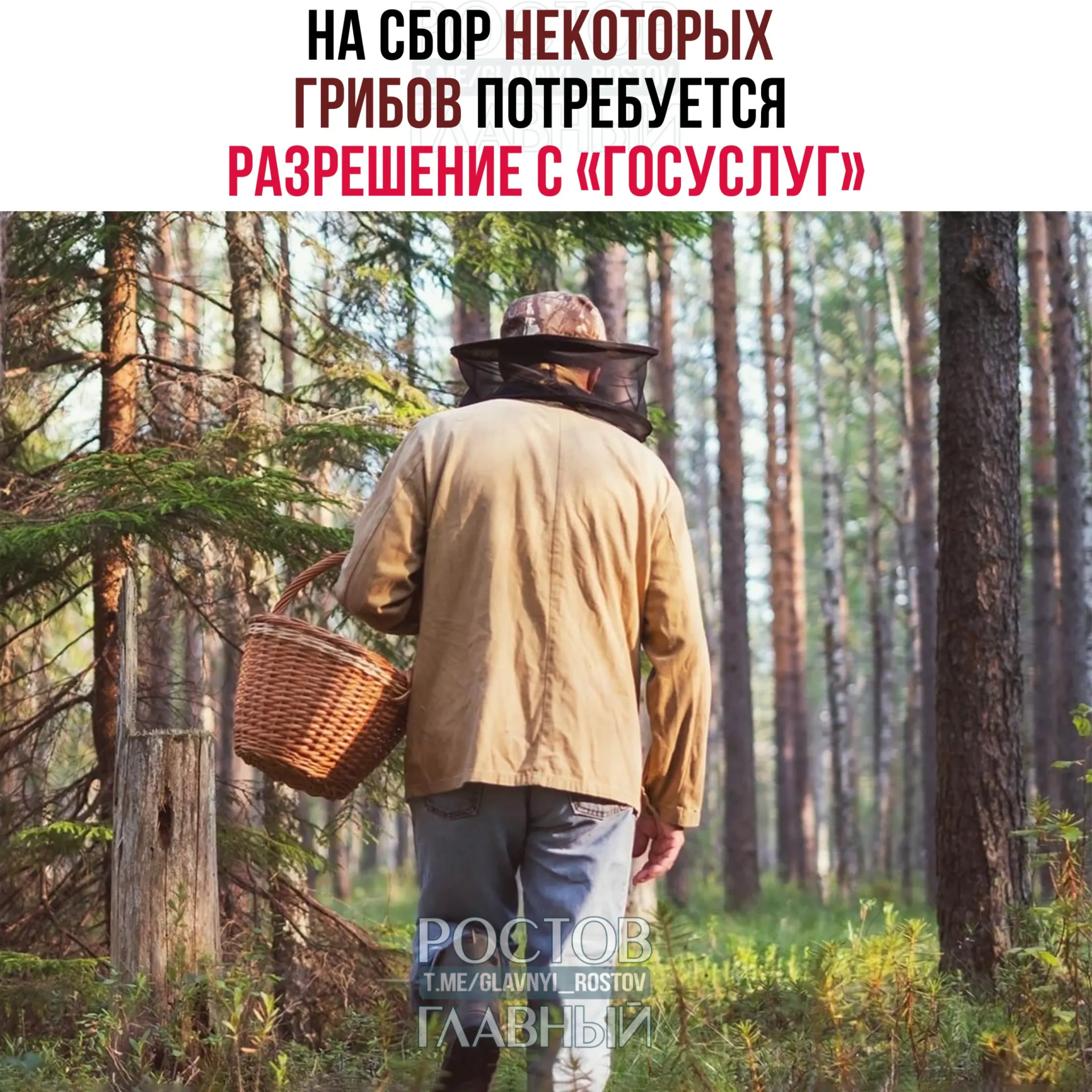 Для сбора отдельных редких видов грибов потребуется разрешение на портале «Госуслуги» — заявки будут рассматривать до 15 дней. За сбор краснокнижных грибов без разрешения грозит уголовная ответственность.