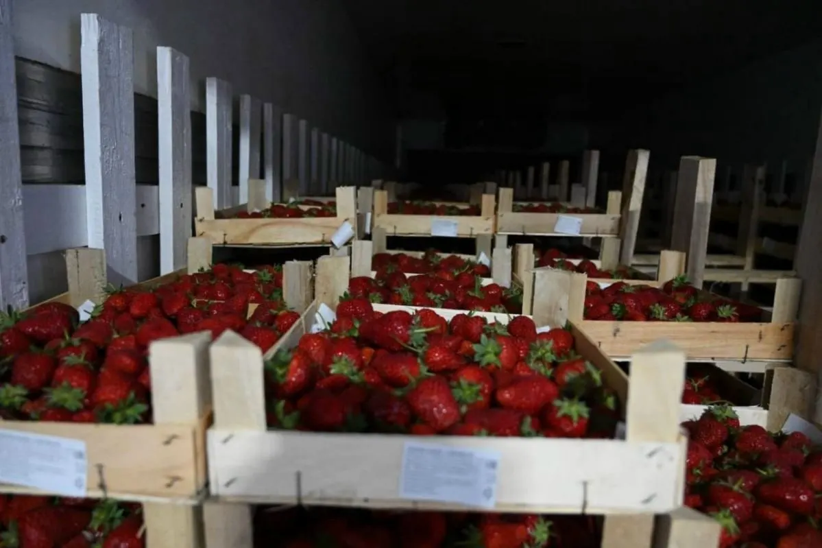 В&nbsp;Кировскую область привезли 6,2&nbsp;т&nbsp;клубники из&nbsp;Киргизии