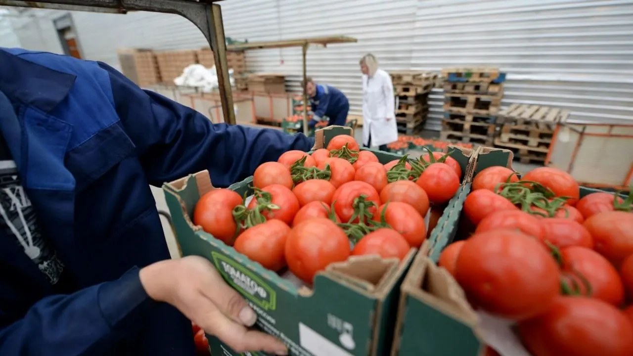 С 12 июня 2026 года временно приостанавливается ввоз и транзит подкарантинной продукции из Армении из‑за систематических выявлений карантинных вредителей; ограничения будут действовать до согласования механизмов контроля и отслеживания грузов.