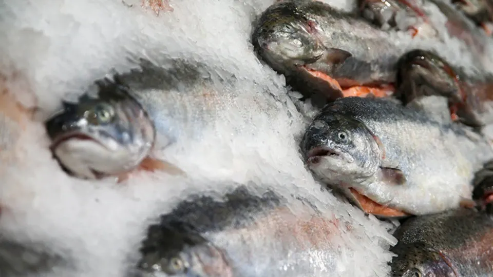 Россельхознадзор приостановил сертификацию рыбной продукции двух армянских предприятий после выявленных нарушений. Решение последовало на фоне усиления финансовой поддержки Армении со стороны Европейского союза.