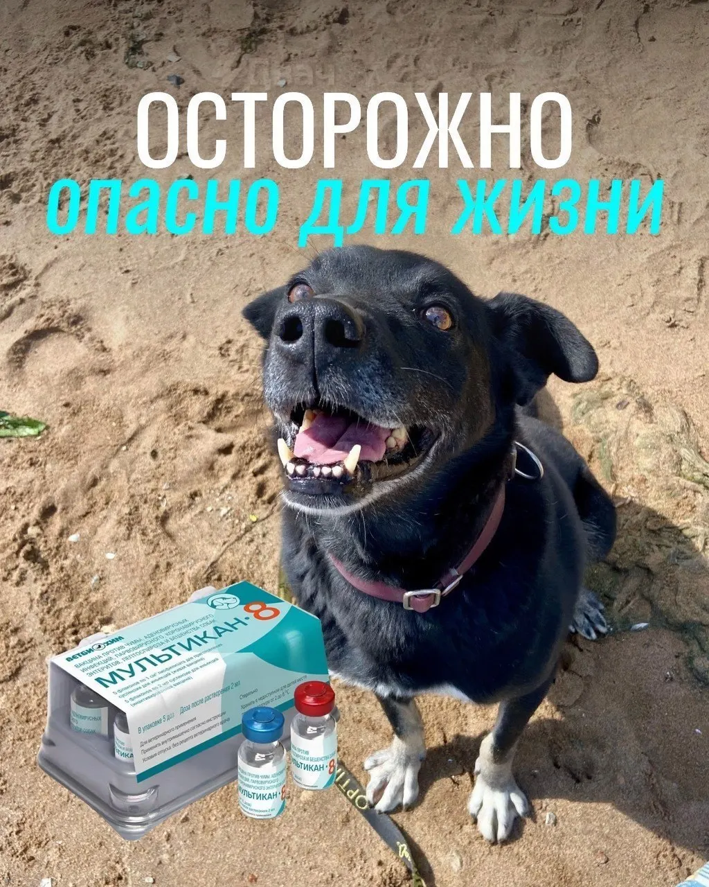 После жалоб владельцев зафиксированы тяжелые побочные эффекты и смертельные исходы у собак после вакцинации; партия вакцины изъята, причинно-следственная связь пока не подтверждена.